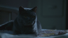 tinacat